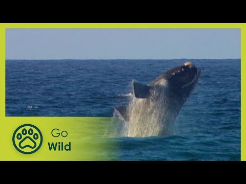 Sea Mammals - The Whole Story 12/13 - Go Wild