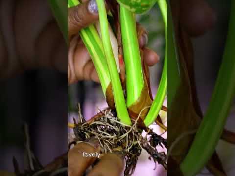 Never ignore these bumps on your plant stems! #planttips #propagation #houseplants