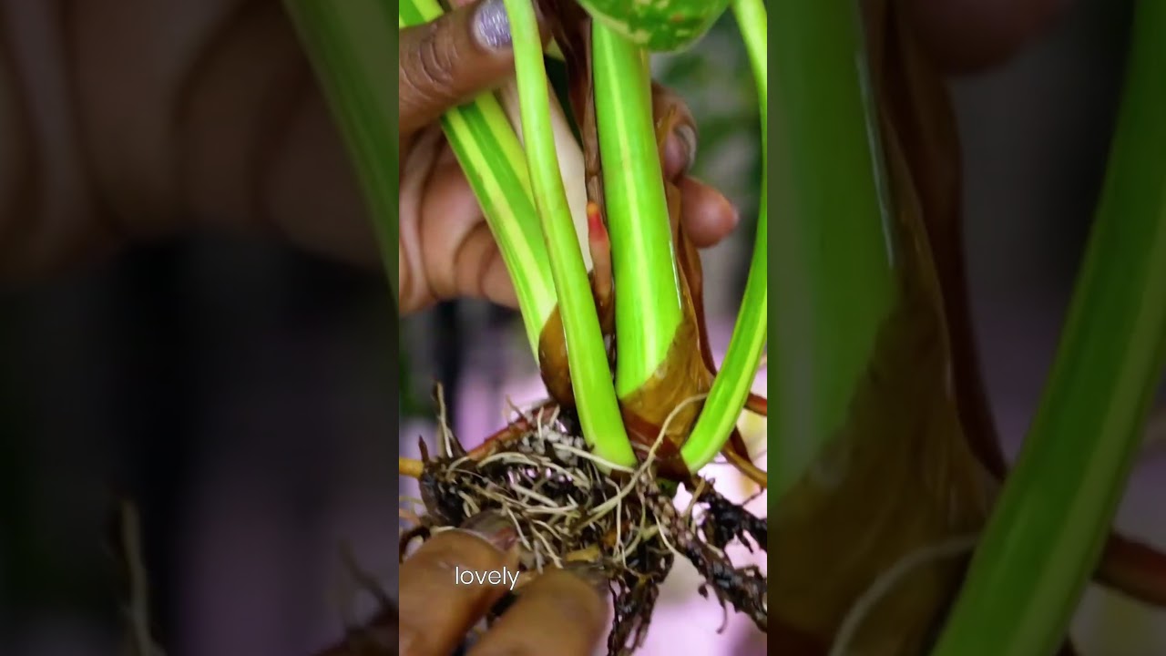 Never ignore these bumps on your plant stems! #planttips #propagation #houseplants