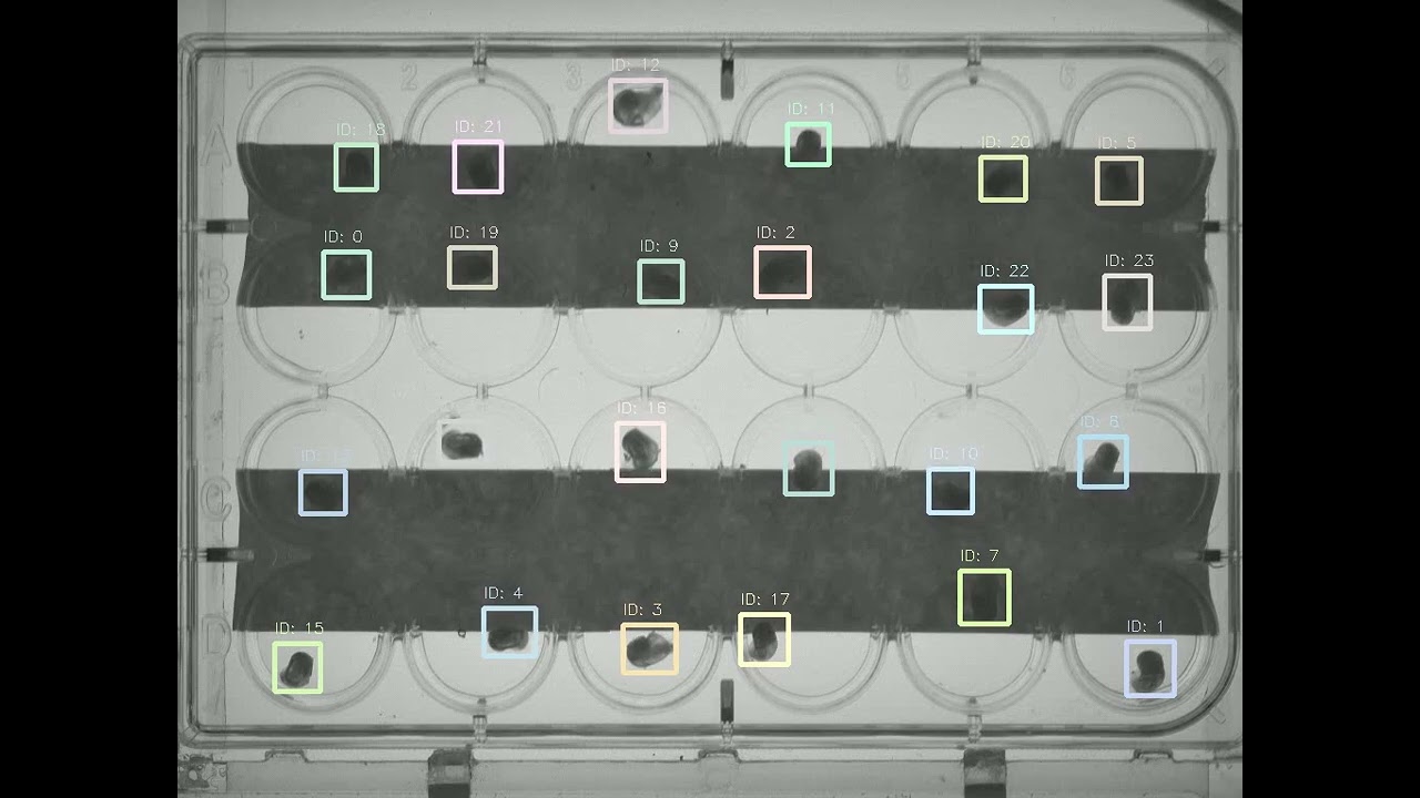 Snail locomotion tracking by fined tuned DAMM model