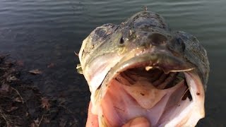 Four mile run fishing alexandria va jan ...