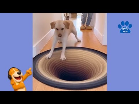 Animais engraçados - Cães e gatos engraçados - Binho e Mel #90