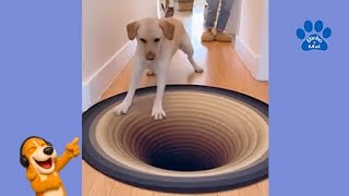 Funny Animals - Funny Dogs and Cats - Binho and Mel #90 screenshot 5