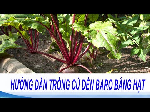 hướng dẫn trồng củ dền baro bằng hạt | Kỹ thuật trồng và chăm sóc củ dền cho năng suất cao