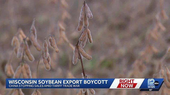 Soybean farmers face crisis as China halts purchases amid trade war