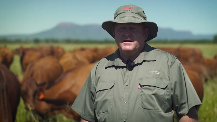 Blouberg Aanteelveiling awaits their 29th production auction | Bonsmara and Bovelder cattle