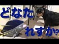 ペットショップでブルブル動くマグロのおもちゃをゲット！力男の反応は…【力田家の新入り】