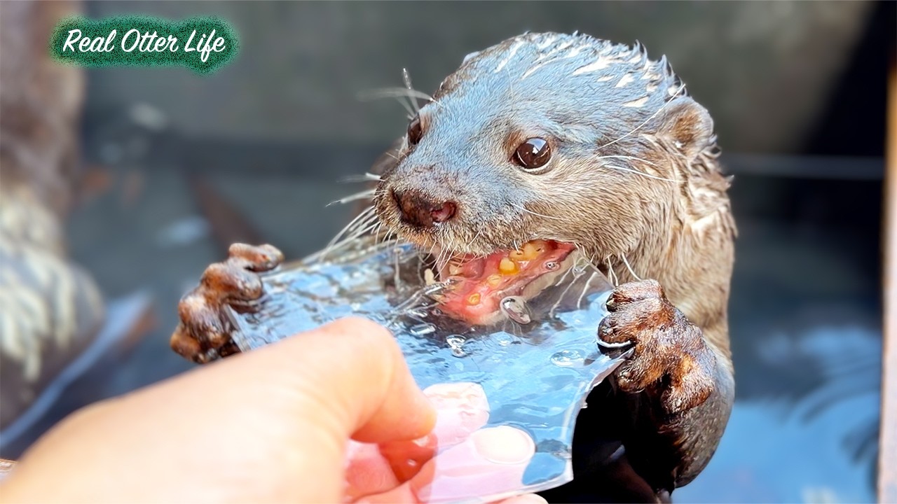 Волшебный лед?! Выдры озадачены исчезновением льда в горячем источнике! [Источник]