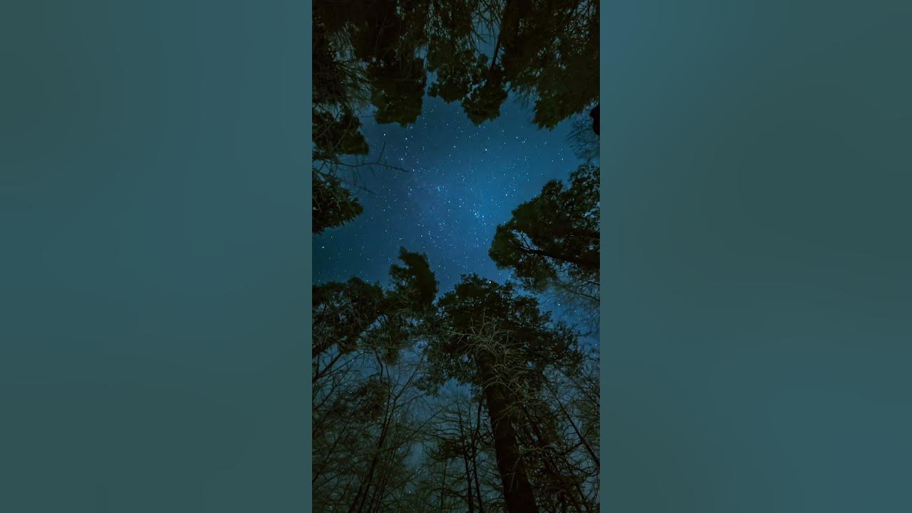 Starry Night in the Forest — Sleep Mus #meditationmusic #relaxnightjazz
