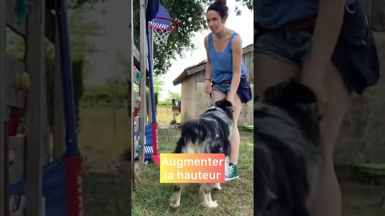 Apprendre au chien à sauter dans les bras #dogdance - YouTube