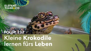 Die Reifeprüfung für kleine Krokodile (Folge 232) | Elefant, Tiger \& Co. | MDR