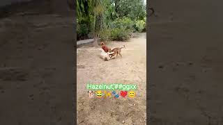 hazelnut Bihar gggg 😊🥰🐾🧿###changeyourmindsetchangeyourlife