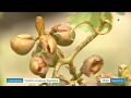 Ref:wQ0Eat2lBp8 Des r�coltes enti�rement d�truites par la gr�le dans le sauternes