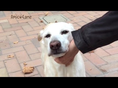 Video: I migliori alimenti per cani per chihuahua