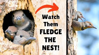 NORTHERN FLICKER CHICK is forced to fledge the nest! | Canon R5