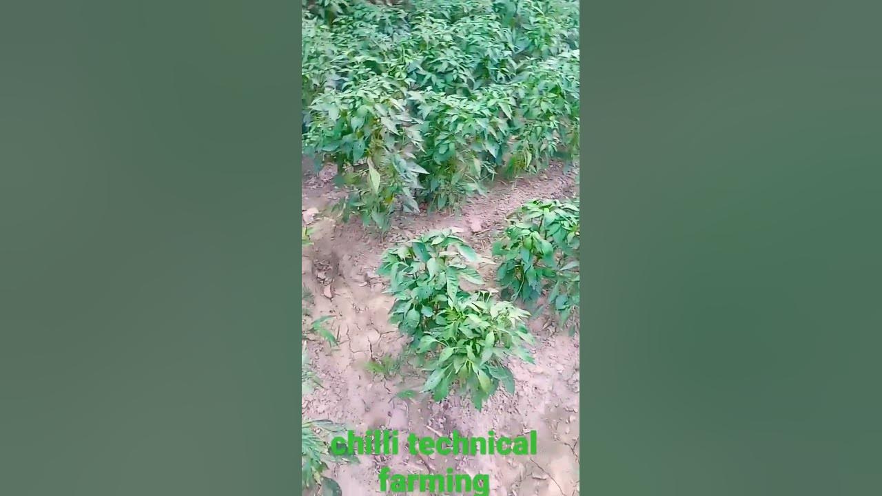 chilli technical farming natural beauty scene nature chilli farming