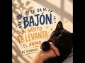 Domingo + gatito=felicidad #gatos #domingo #amor #animo