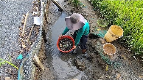 Giải cứu cá rô đồng mắc cạn (T94) 