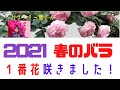 1番花が咲きました！つるバラ「ゴールドバニー」2021  4/6