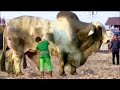 20 Abnormally Large Bulls That Actually Exist