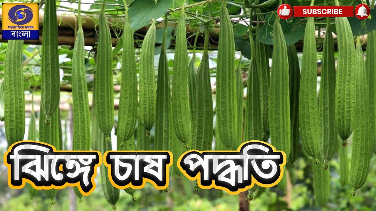 ঝিঙে  চাষ  | KRISHI DARSHAN | @DDBanglaTV #ddbangla