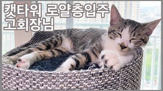 고도리에게 캣타워를 선물했어요✨ 아기고양이 by 소블리 SOHOLOG 5,744 views 3 years ago 10 minutes, 29 seconds