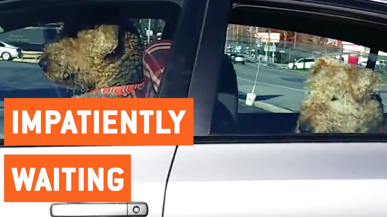 crashes on air Impatient Dogs Waiting in Car | Honk for Freedom
