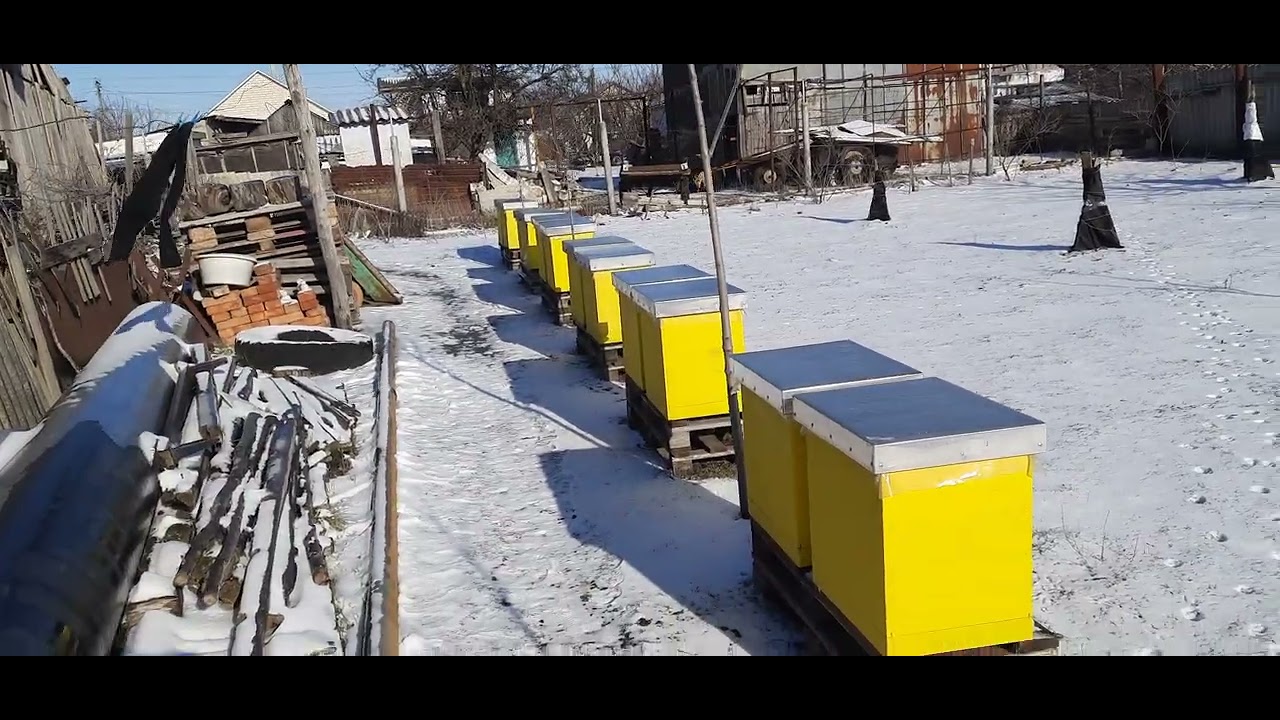 Чи треба заносити бджіл до зимівника!?