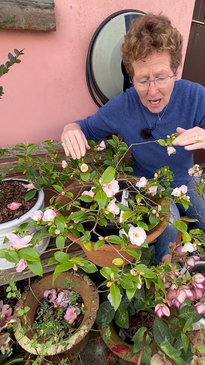 Camellia champetre Quintesscence (Zones 8 to 10)