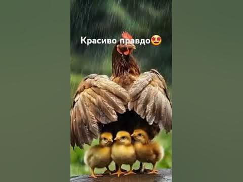 Мама птенчиков 🐤 - YouTube