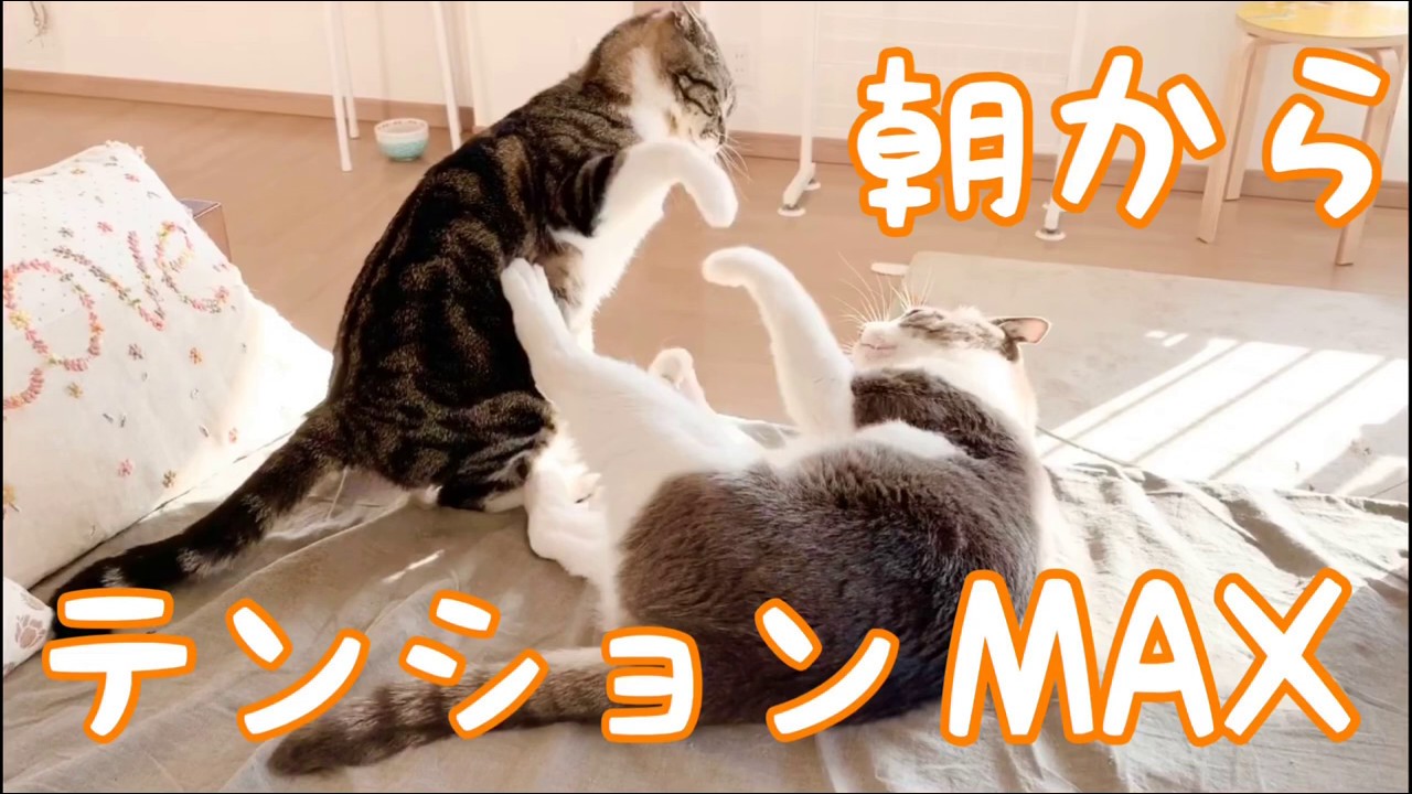 猫vlog 朝からテンション高い猫 Youtube