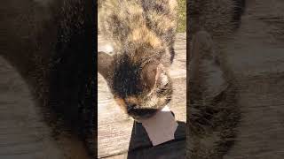 Feral Cat Update Video 2