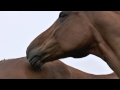 Horses Grooming Each Other