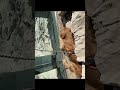 Scared puppy on the glass skywalk…