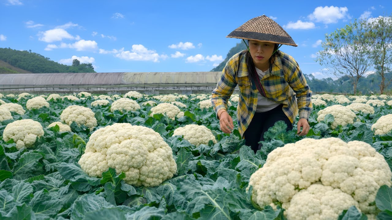 Harvesting cauliflower and corn to sell at the market - My husband helps me with the housework