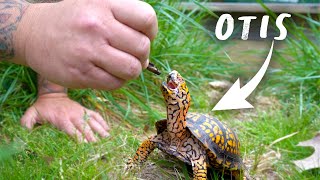 Moving a Turtle Outside
