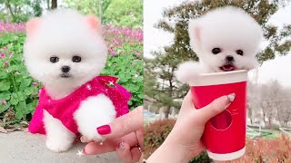 Funny and Cute Dog Pomeranian 😍🐶| Funny Puppy Videos #228 by PiPe Cute 341 views 2 years ago 8 minutes, 17 seconds