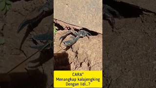MENANGKAP KALAJENGKING DARI SARANGNYA #kalajengking