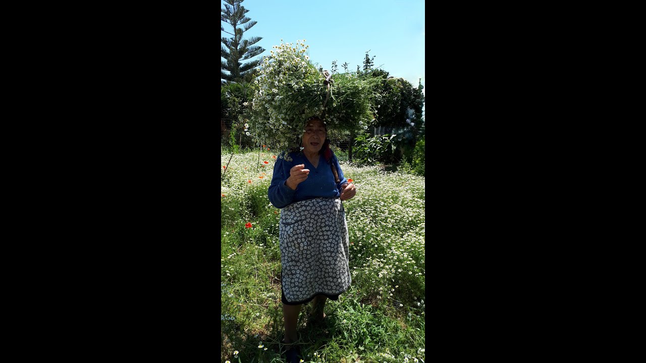 Cummari Maria ricoghji a camumida - Commare Maria raccogliere la camomilla