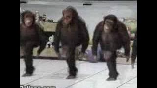 Monkey River Dance