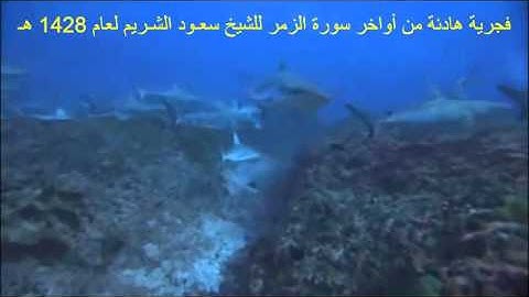 فجرية هادئة من أواخر سورة الزمر للشيخ سعـود الشـريم لعام 1428 هـ