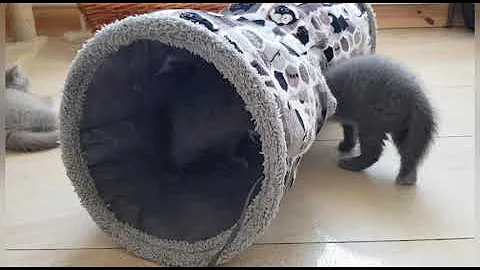 Video 11224141: british shorthair, cattery calmcat, calmcat uk, litter