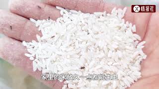 为啥密封包装的大米也会生虫？国家粮库里要是生虫了可怎么办？