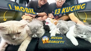 13 KUCING KELILING KOTA NAIK MOBIL BARU