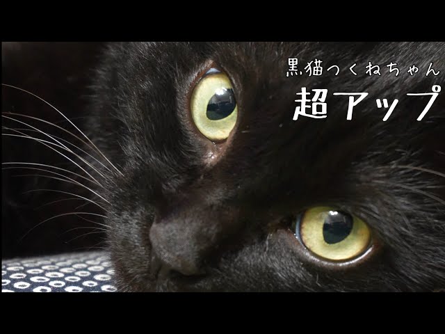 黒猫つくねちゃんのドアップ #猫 #黒猫 - YouTube