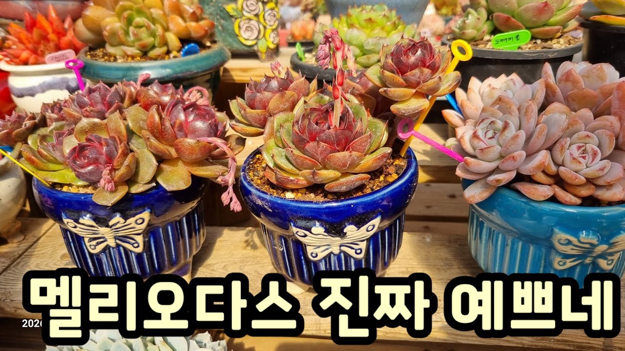 군생 가격 대박입니다! 반딱반딱 예쁜 다육이 멜리오다스 &온슬로우군생  분갈이해요 💕