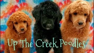 Standard Poodle Puppies (Betty's Puppies) by Up The Creek Poodles 317 views 7 months ago 59 seconds