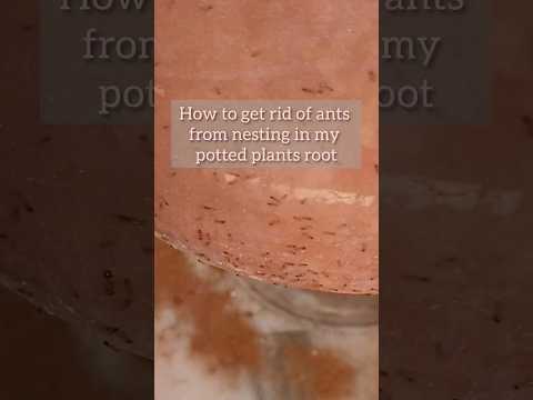 Video: 4 veidi, kā atbrīvoties no skudrām no podos audzētiem augiem