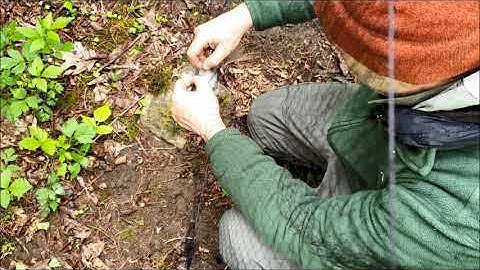 Removing veery from mistnet