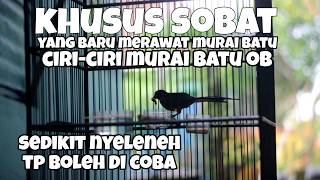 Characteristics Of Overexcited And Overemotional Magpie Robins At Home